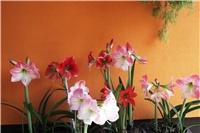 e5d31cc9-Picture 008.jpg
